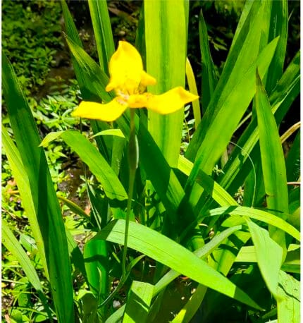 Lirio Isis Trimezia martinicensis