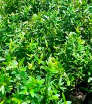 Ixora coccinea, chinensis
