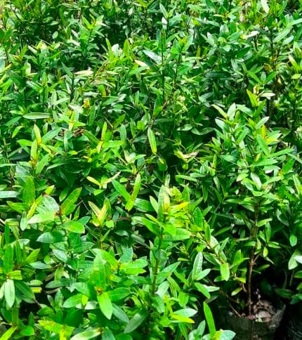Ixora coccinea, chinensis