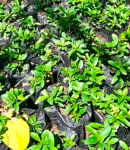 Ixora coccinea, chinensis - Imagen 2