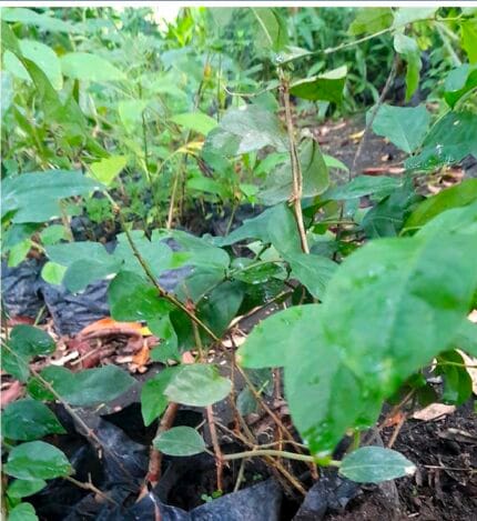 Jazmin oloroso de Arabia jasminun sambac