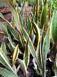 Lengua de suegra dracaena trisfaciata