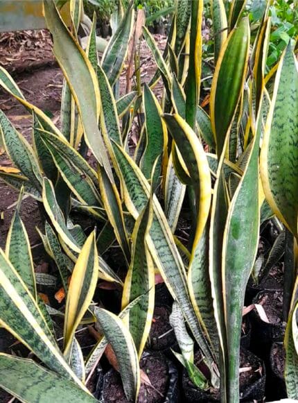 Lengua de suegra dracaena trisfaciata