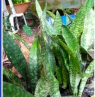 Lengua de suegra dracaena trisfaciata - Imagen 2