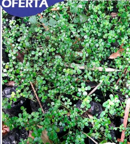 Lentejas azambujas callitriche stagnalis