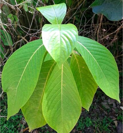 Manto rojo Megakespasma erhythrochlamys