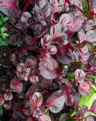 Molleja roja y verde iresine diffusa