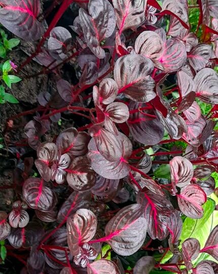 Molleja roja y verde iresine diffusa