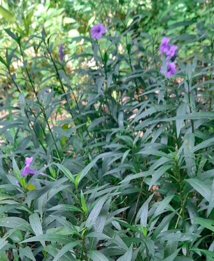 Nazareno morado y rosa ruellia simplex