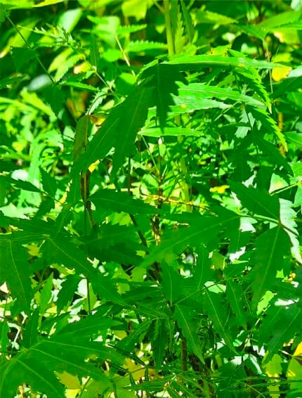 Neem Azadirachta indica A. Juss