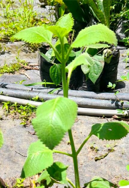 Oregano orejon coleus amboinicus