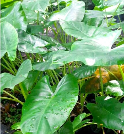 Oreja de elefante colocasia esculenta