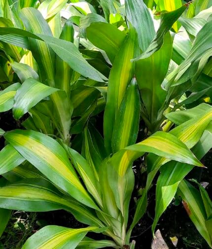 Palo de Brazil dracaena fragrans