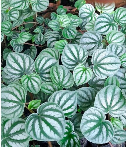 Peperomia sandia