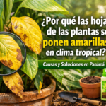 viveros panama, plantas, acarreos, delivery, accesorios para jardin