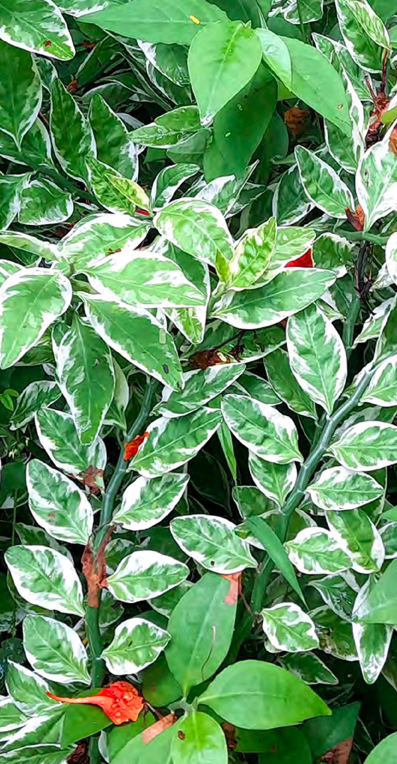 Screenshot_20260301_132525_Foxit PDF Editor Pie de Niño Euphorbia tithymaloides - Imagen 1