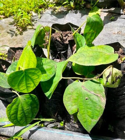 Pimienta Piper Nigrum