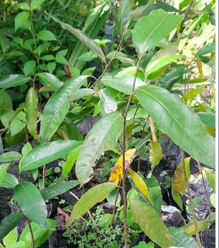 Pino hindu Polyalthia longifolia