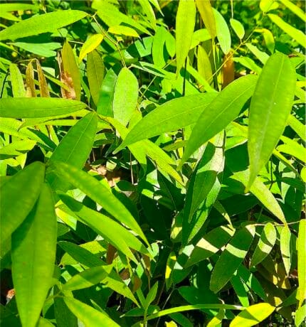 Mesua Ferrea princess isabel