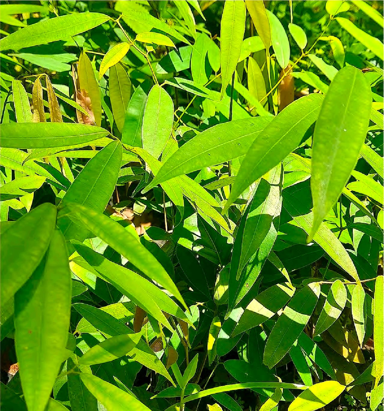 Screenshot_20260301_132711_Foxit PDF Editor Mesua Ferrea princess isabel - Imagen 1