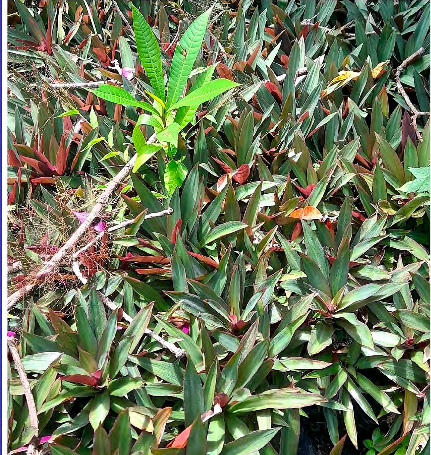 Screenshot_20260301_132742_Foxit PDF Editor Magueyito Tradescantia spathacea roeo - Imagen 1