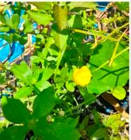 Romerito portulaca - Imagen 2