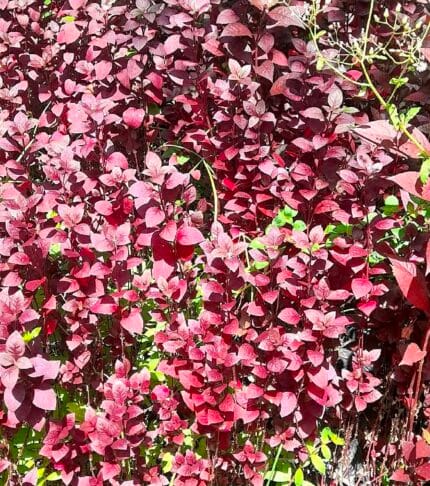 Rubi alternanthera brasiliana