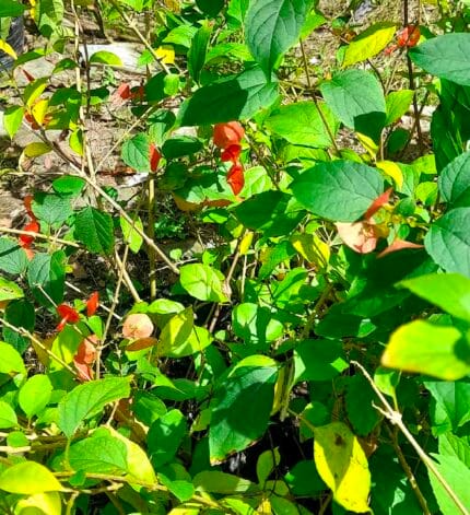 Platillo Sombrerito Chino