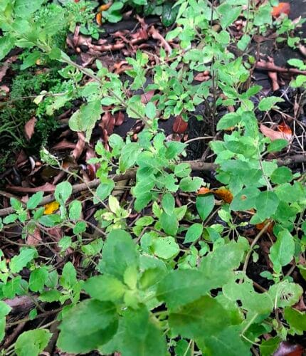 Ocimun tenuiflorum Toronjil