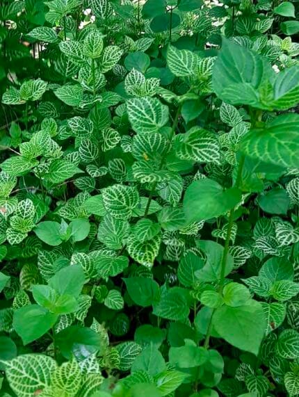 Asystacia gangetica tortuguita