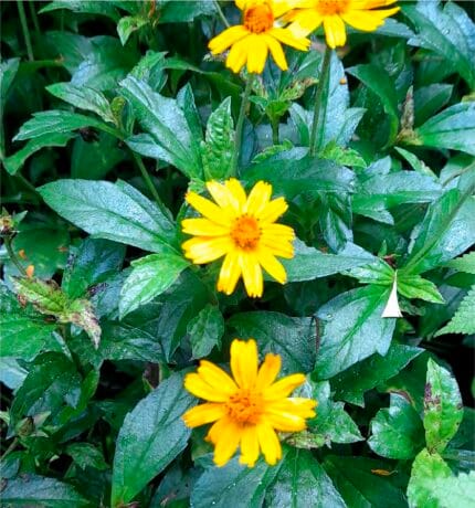 Wedelia margarita rastrera