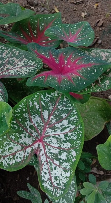 Caladio Bicolor